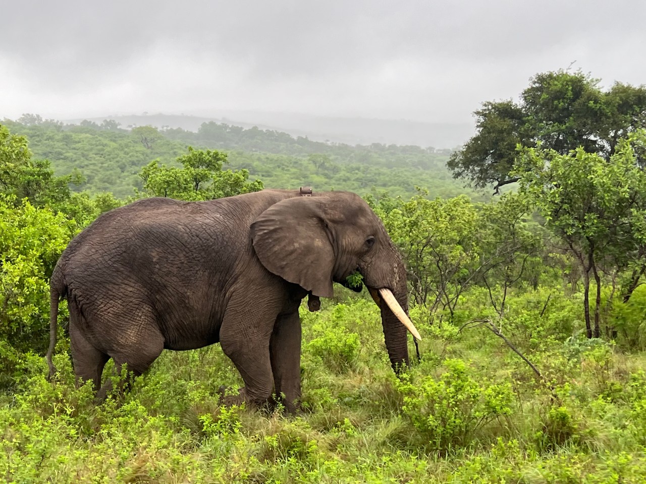 A Taste of&nbsp;Africa